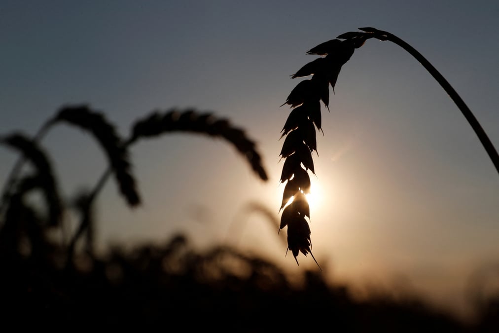 Ukraine: la superficie cerealiere pour le printemps 2022 pourrait se reduire de 39%, selon apk-inform