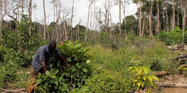 deforestation forêt Côte d'Ivoire Cacao