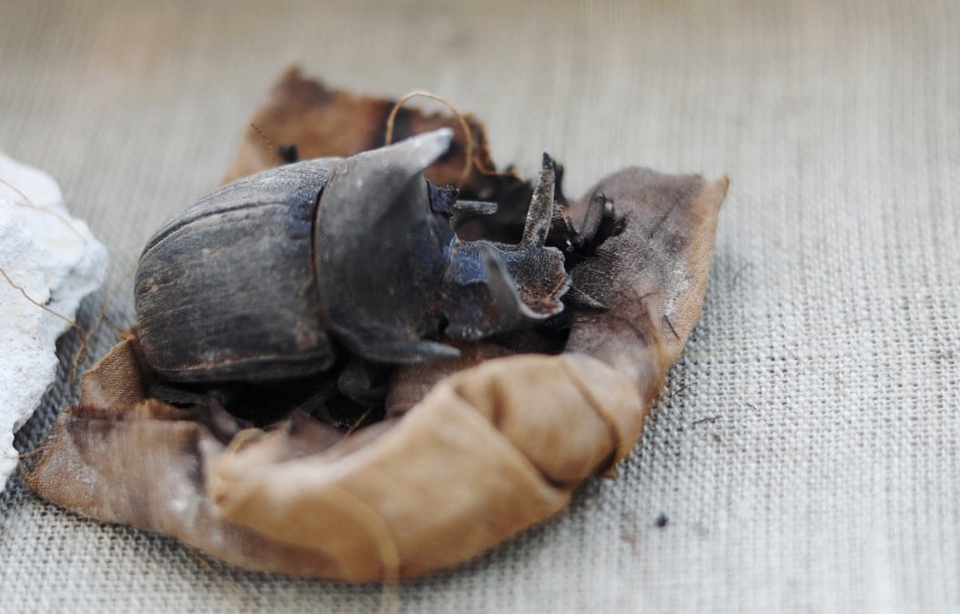 Des scarabees momifies decouverts dans des tombeaux en egypte