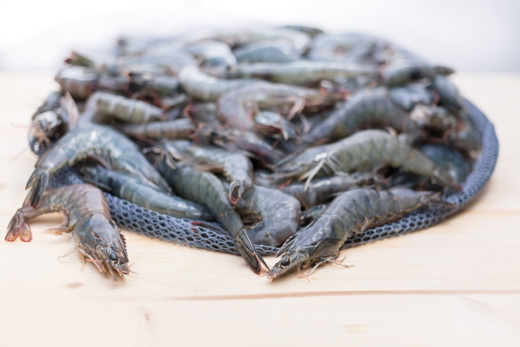 Inauguré jeudi 15  mai, le démonstrateur commercial Mangrove #1 d'Agriloops devrait permettre de produire à Rennes 50 tonnes de gambas premium et locales et 70 tonnes de fruits et légumes d'ici à un an.