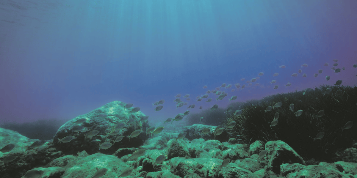 The Metals Company (TMC) espère ouvrir une vaste zone économique offshore pour collecter dans les fonds marins des roches polymétalliques, aussi appelées nodules.