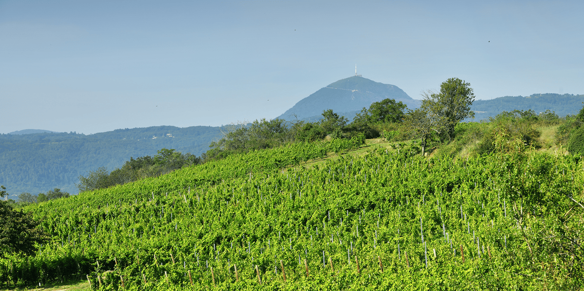 Les premières cuvées auvergnates, labellisées Volcanic Origin, devraient sortir dès l’année prochaine.