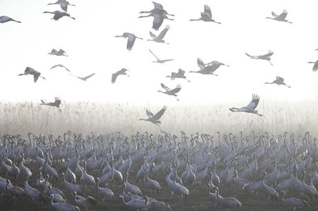 Changements climatiques: des oiseaux hivernent desormais en israel