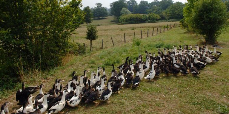 Canards