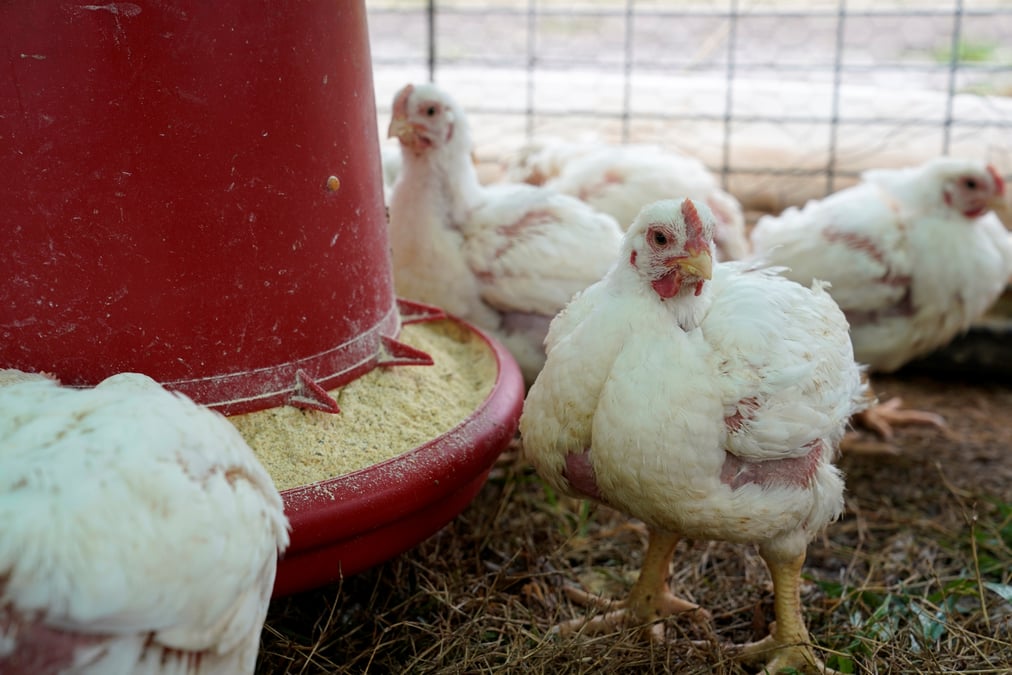 Un foyer de grippe aviaire detecte en haute-corse