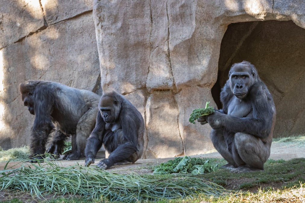Deux gorilles du zoo de san diego testes positifs au covid-19