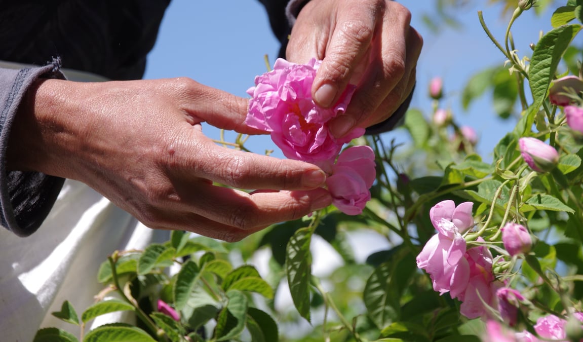 La formation d'ouvrier agricole polyvalent vise à répondre aux besoins des exploitations agricoles.