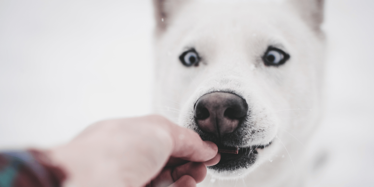 Chien