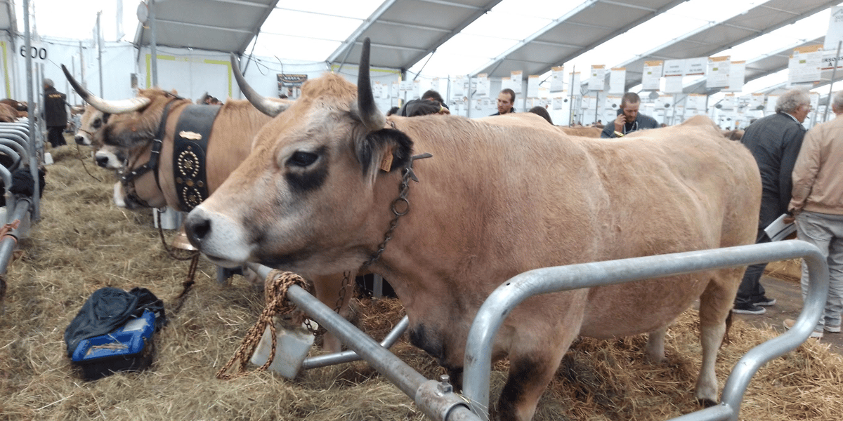 Sommet de l'élevage 2021 vaches