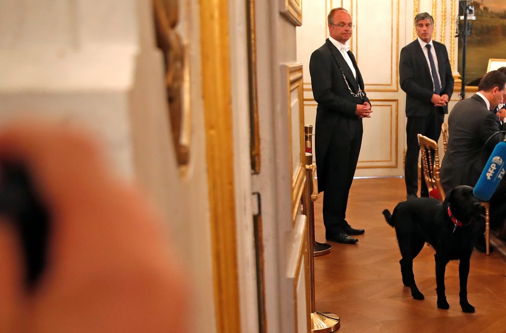 Le labrador nemo fait son entree a l'elysee