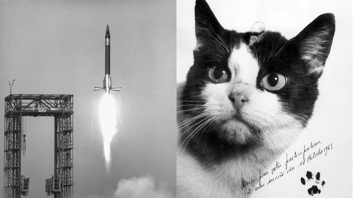 Photo dédicacée de la chatte après son vol suborbital