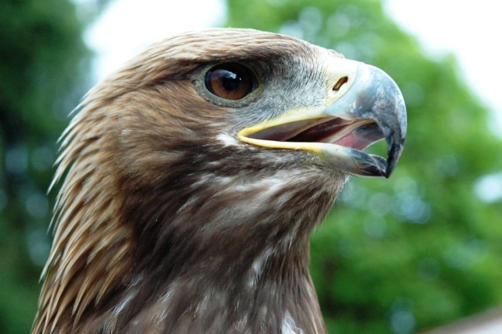 Aigle royal