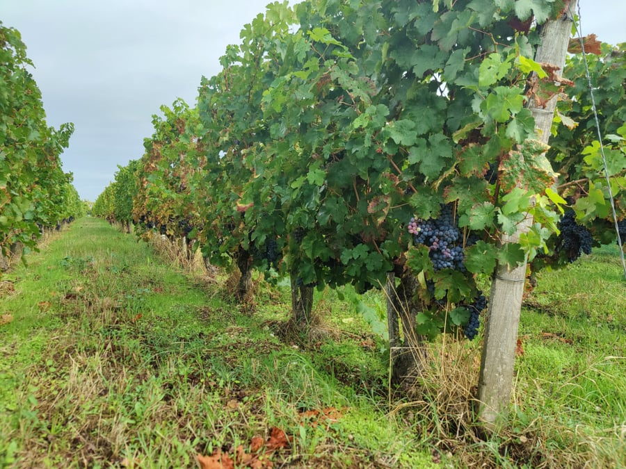 Vins de Bordeaux : les prix des vignes s'effondrent en Gironde