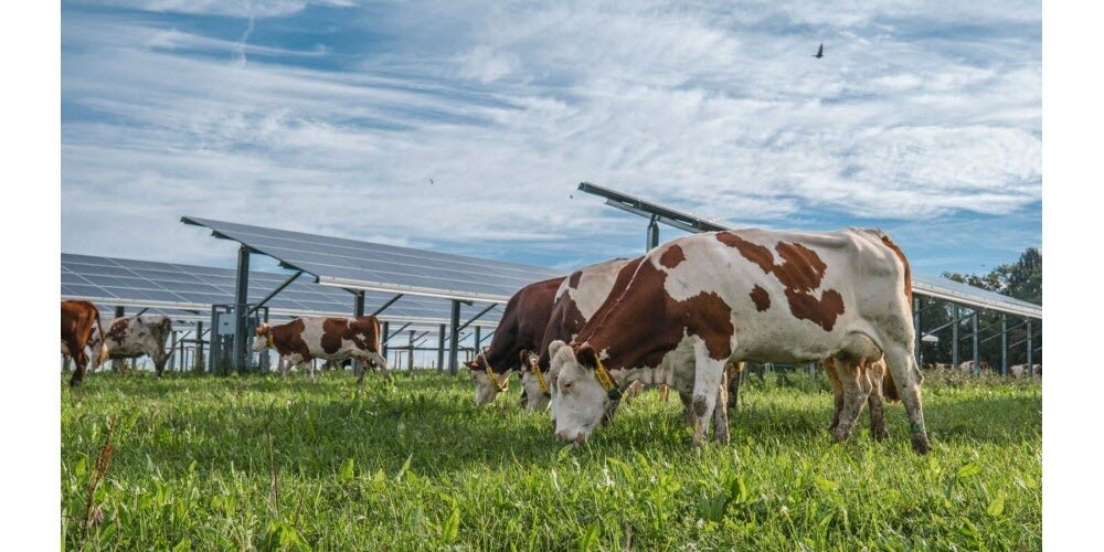 « L'agrivoltaïsme doit rester un petit complément de revenu. »