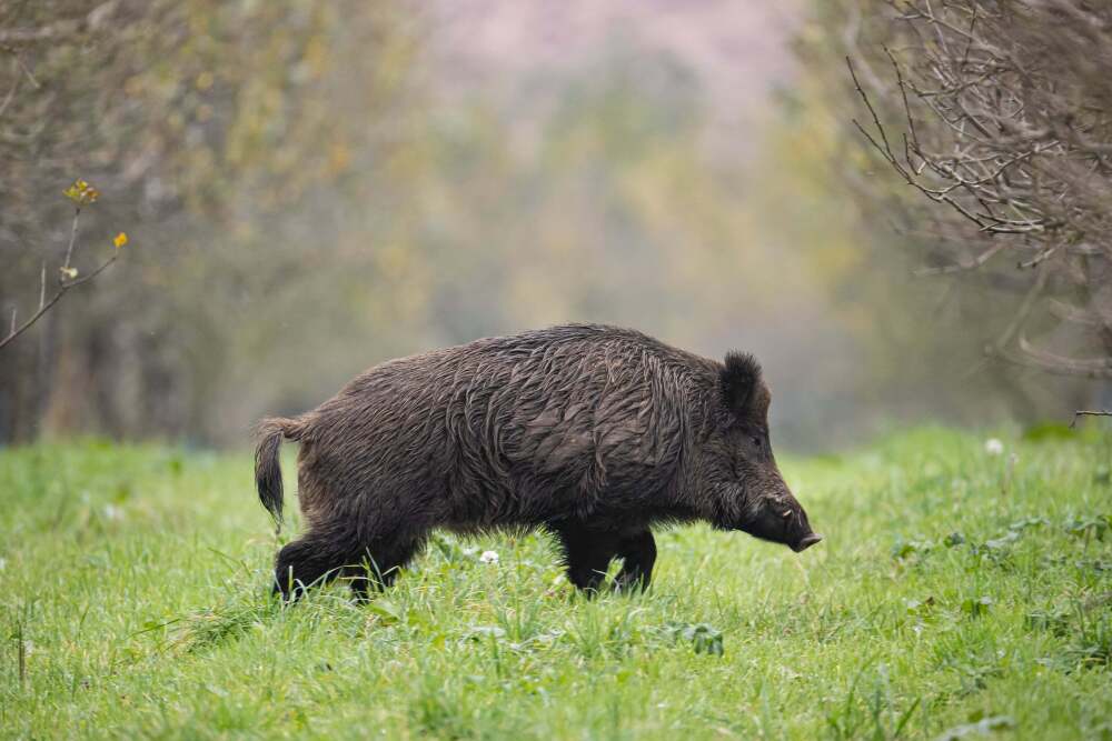 Sur les 860 000 sangliers abattus en 2024, représentant plus de 50% des tableaux de chasse de grands gibiers, seulement 50 000 sont passés par les réseaux de transformation et de commercialisation classiques.