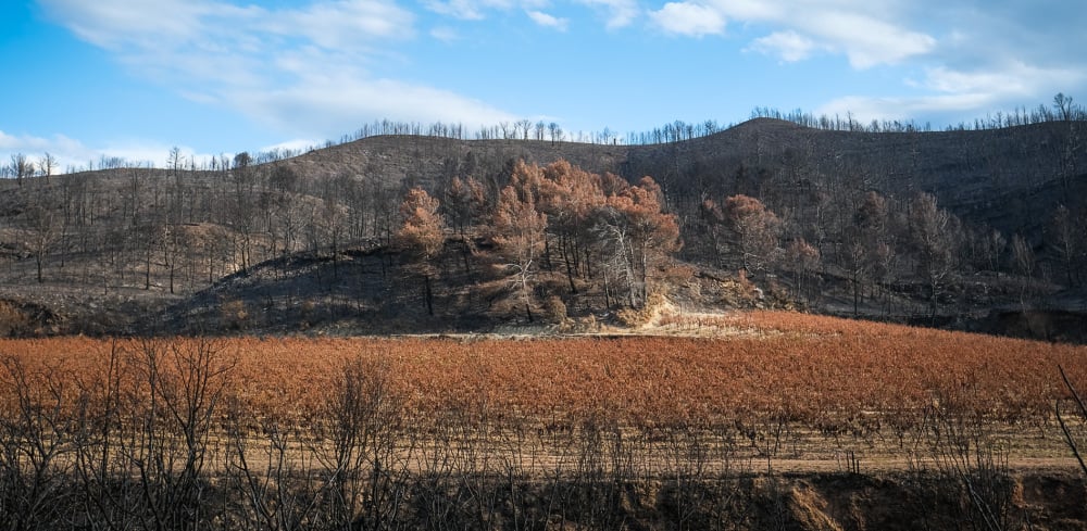 Dans l'Aude, l'incendie de l'été 2025 a réduit en cendres de nombreuses vignes (ici, celles sur la commune de Coustouges).