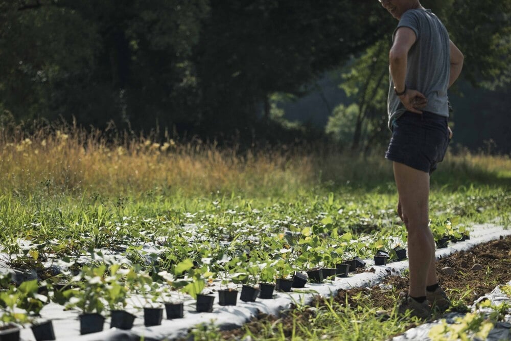57 % des agriculteurs bio sont insatisfaits de leurs revenus.