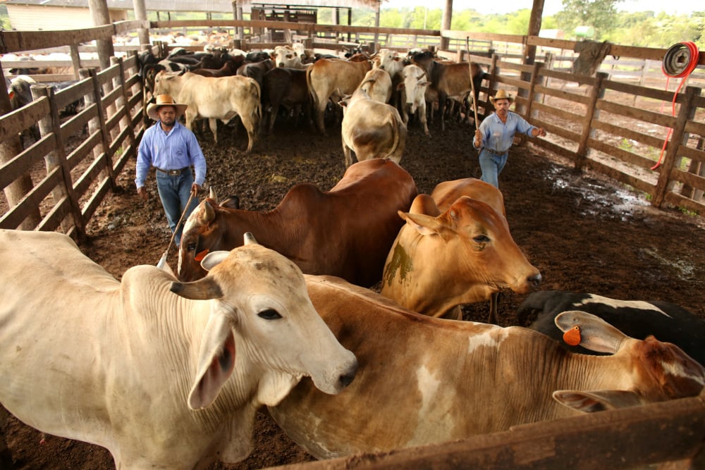 Des bovins sont rassemblés lors d'une vente aux enchères dans la ville de Xinguara, à l'intérieur de l'État de Para, au Brésil, le 14 mars 2025.