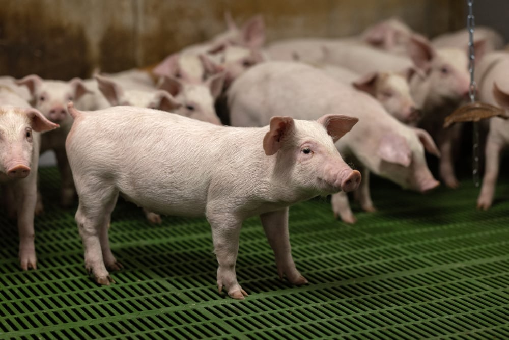 Une exploitation porcine dans le nord-ouest de la France (photo d'illustration).