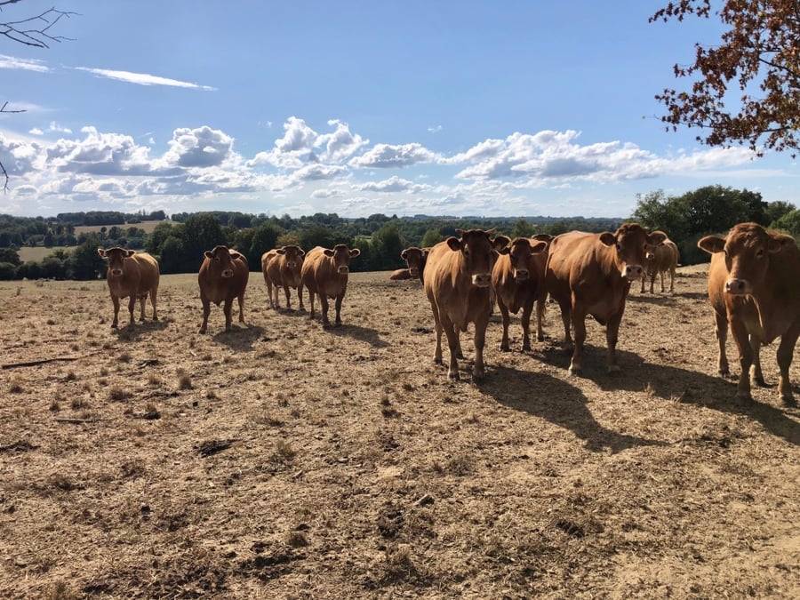 Un élevage de bovins en Nouvelle-Aquitaine