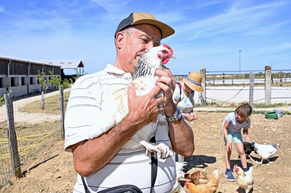 ©PHOTOPQR/L'EST REPUBLICAIN/Cedric JACQUOT ; Burthecourt-aux-Chênes ; 02/08/2022 ; FERME - ANIMAUX - LOISIRS - POULES L'écurie du Vermois à Burthecourt-aux-Chènes, logée dans un écrin de verdure en pleine campagne, accueille enfants et famille tout au...