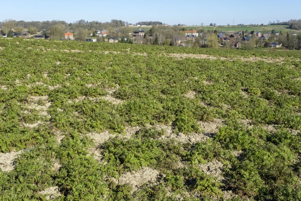 Jean-Marc Quinet/BELPRESS/MAXPPP - Fields versus housing development | terres agricoles versus lotissement d'habitation 18/03/2025 (MaxPPP TagID: maxnewsfrfive968495.jpg) [Photo via MaxPPP] - TERRES AGRICOLES OU HABITAT | FIELDS VS HOUSING - TERRES...