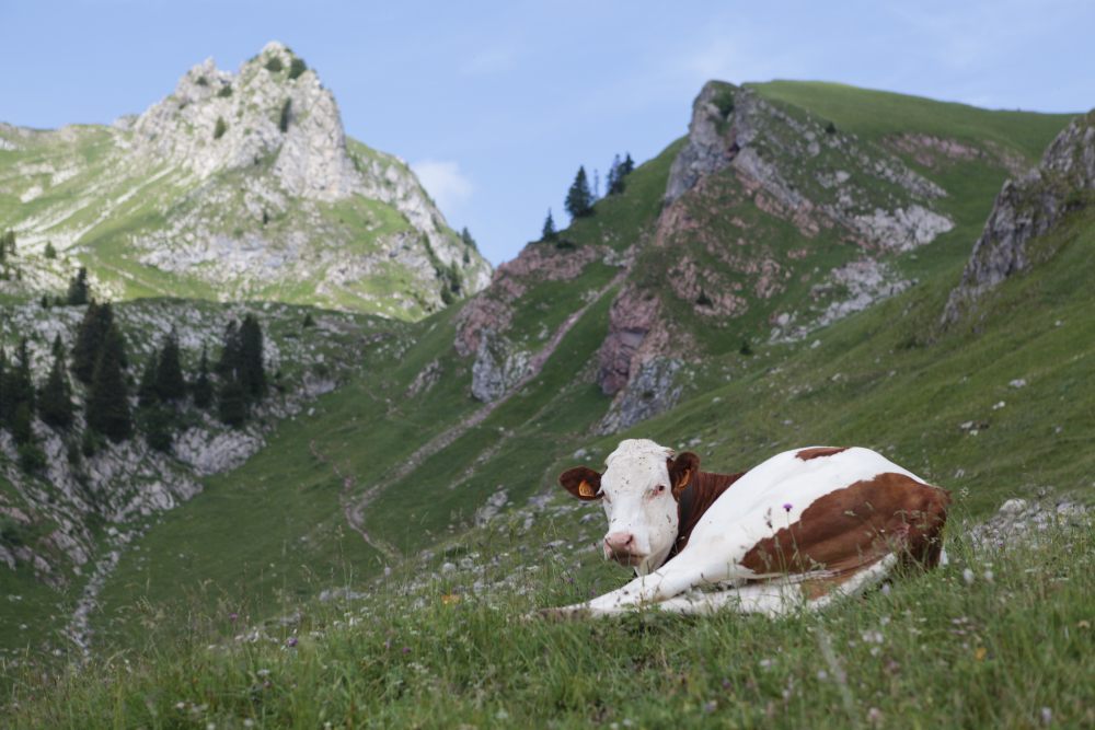 Près de 20% du lait produit en France vient d’une zone montagneuse.