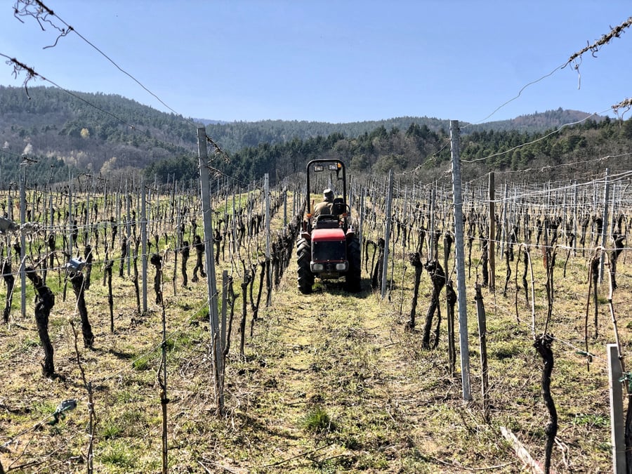 L'Alsace (ici : la vigne à Saint-Hippolyte) connaît depuis plusieurs années une crise de surproduction. Mais la région échappe encore à l'arrachage de ses vignes.