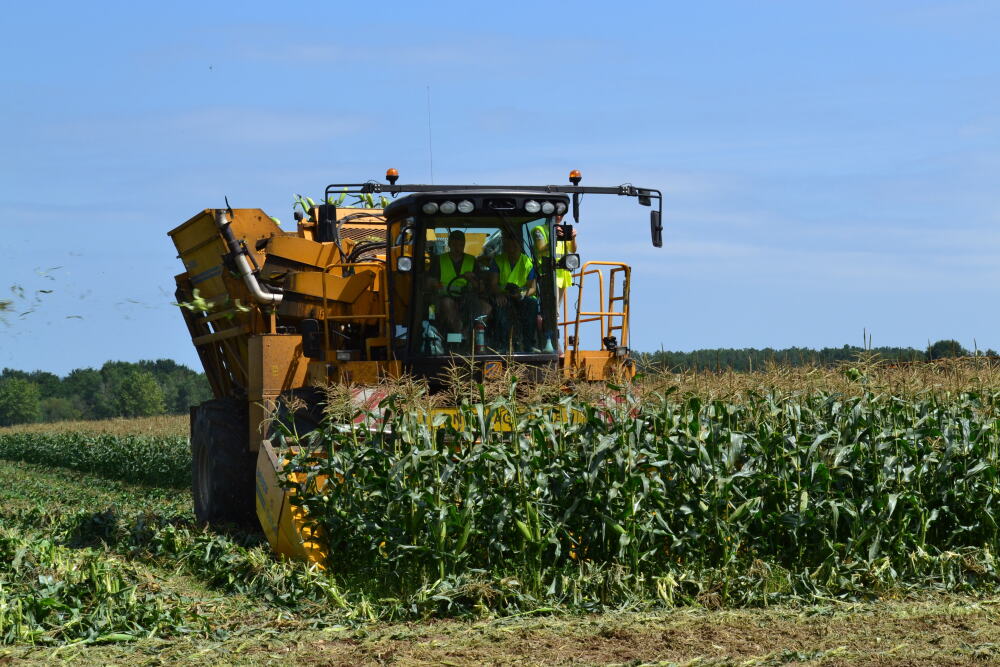 La Nouvelle-Aquitaine concentre 94 % de la production française de maïs doux.