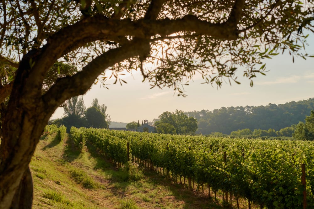 Le marché des Etats-Unis représente 40% des exportations des vins de Provence.