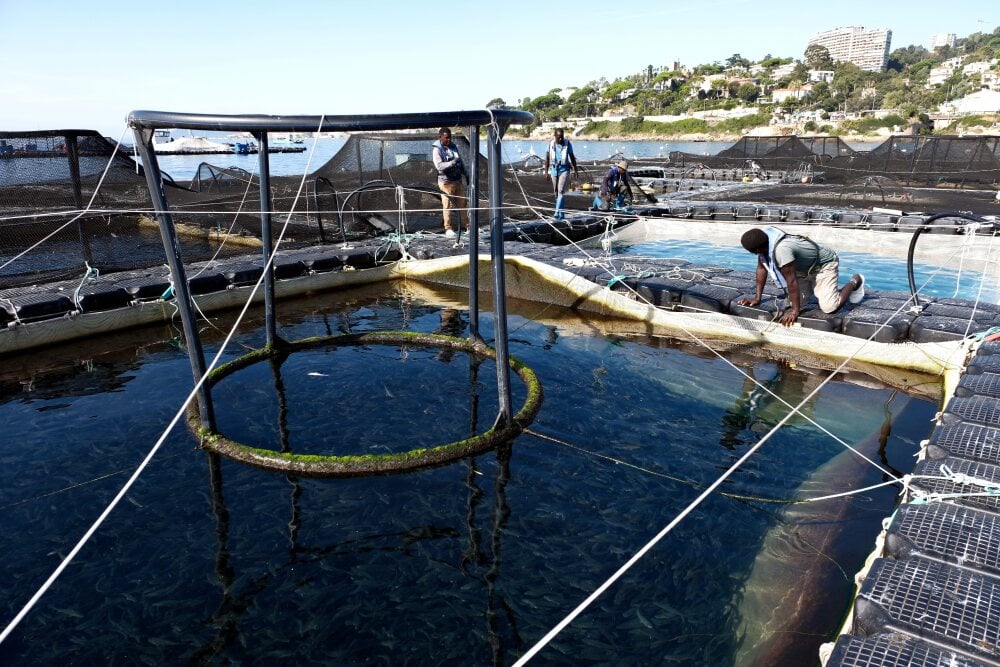 ©PHOTOPQR/NICE MATIN/Patrice Lapoirie ; Cannes ; 19/09/2025 ; les fermes Aquaculture française de plein mer - Aquafrais JEROME HEMAR (MaxPPP TagID: maxnewsspecialtwo342189.jpg) [Photo via MaxPPP] - Aquafrais - Aquafrais