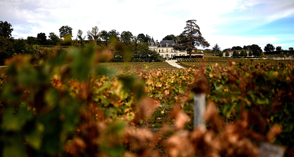 Aujourd’hui, la production de blanc à Saint-Émilion se résume à « moins de 1 % des surfaces sur l’ensemble des secteurs concernés », rappelle l’Inao.