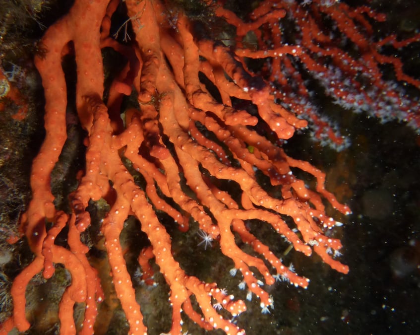 Les recherches menées par les chercheurs du Centre Scinetifique de Monaco ont été plus fructueuses qu'attendues et ont notamment permis de faires des avancées sur la biologie du corail.