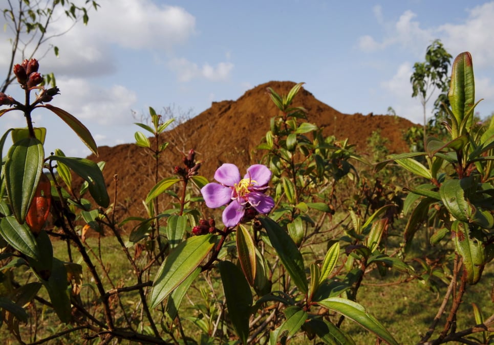 Un verger de durians dans une zone exploitée par des sociétés minières de bauxite à Kuantan, en Malaisie.
