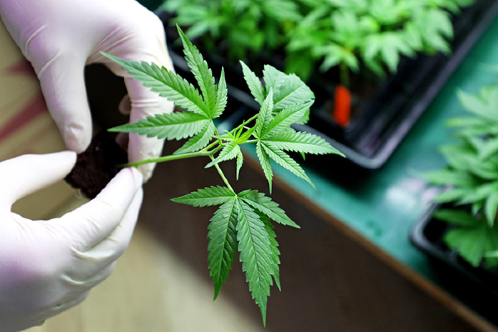 Jeune plante de cannabis cultivée en serre