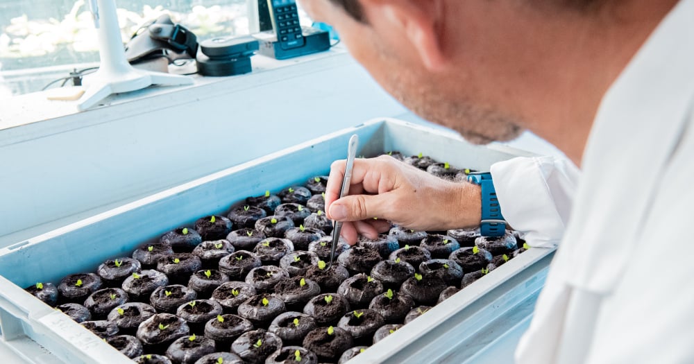 Repiquage de plantes dans l'unité INRAE de Sylvain Raffaele, à Auzeville-Tolosane (Haute-Garonne)