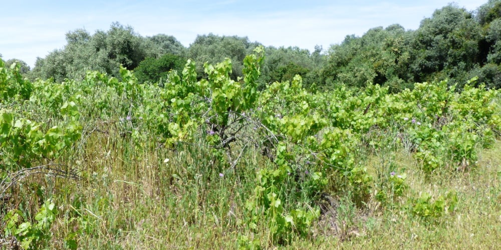 Après une première vague de 27 000 hectares de vignes arrachées, 34 428 hectares supplémentaires pourraient être concernés selon une enquête de FranceAgrimer.