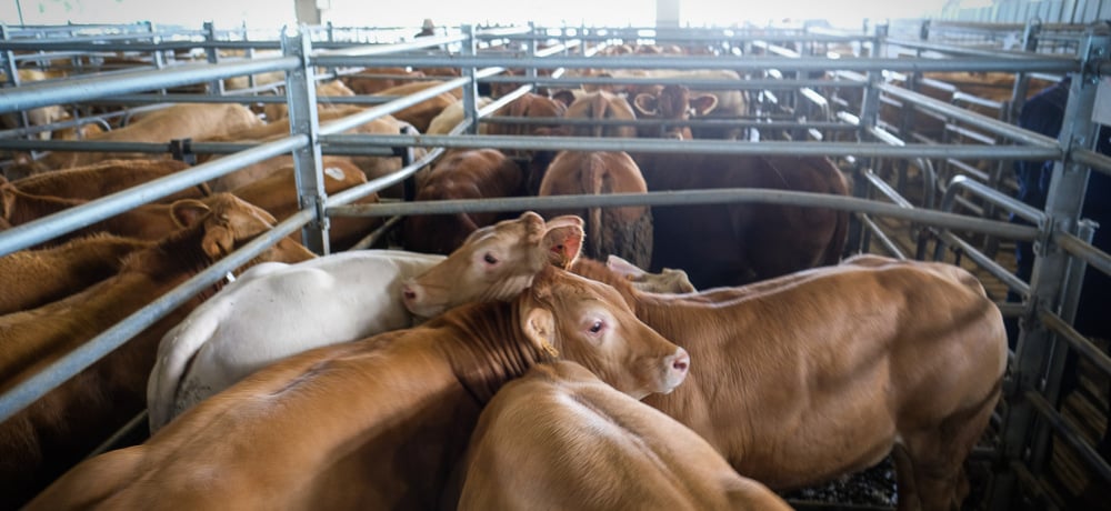 Une fois les vaches descendues, il faudra gérer le cas des broutards destinés à l’exportation, entre 400 et 500 d’entre eux étant aujourd’hui bloqués dans les élevages.