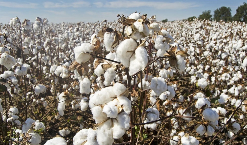 Les producteurs au Cameroun ne couvrent qu’environ 5% de la demande intérieure, largement dominée par les importations et la contrebande