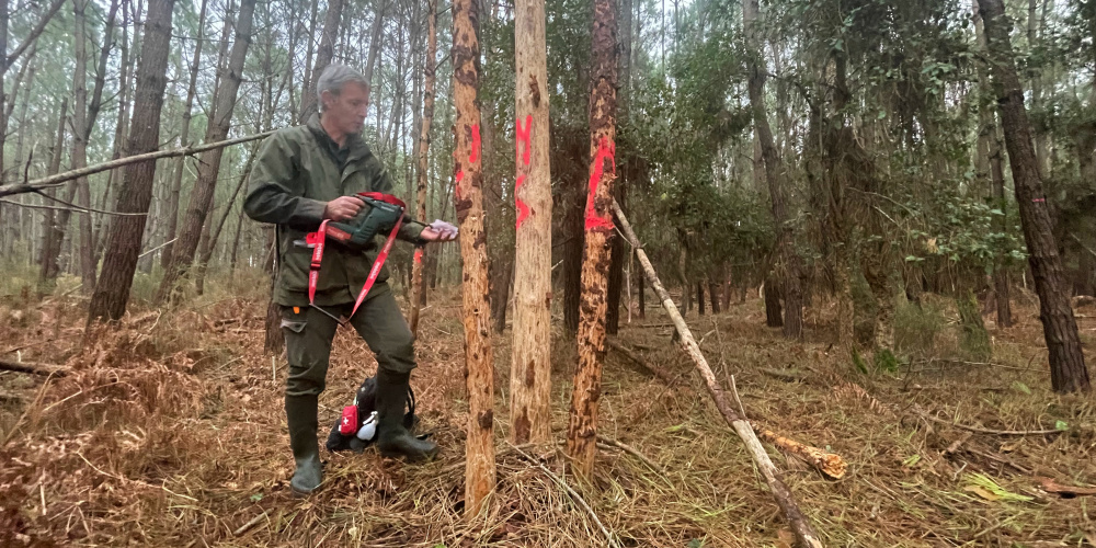 Le nématode du pin a été détecté début novembre près de Seignosse (Landes). Toutes les activités de sylviculture sont à l'arrêt dans un rayon de 20 kilomètres.