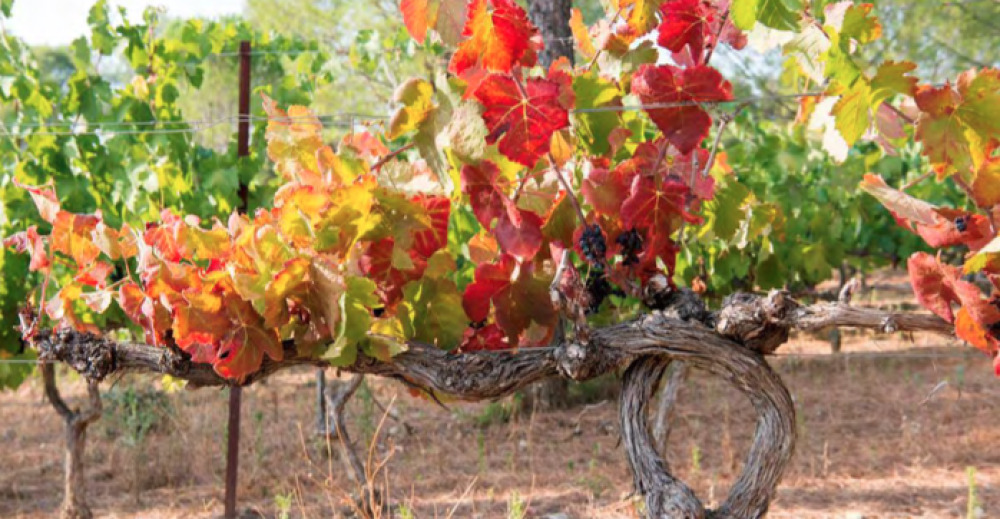 Depuis 2012, le chiffre d’affaires de la filière n’a cessé de croître, une performance dans le contexte actuel de baisse de la consommation de vin en France et de recul des exportations.