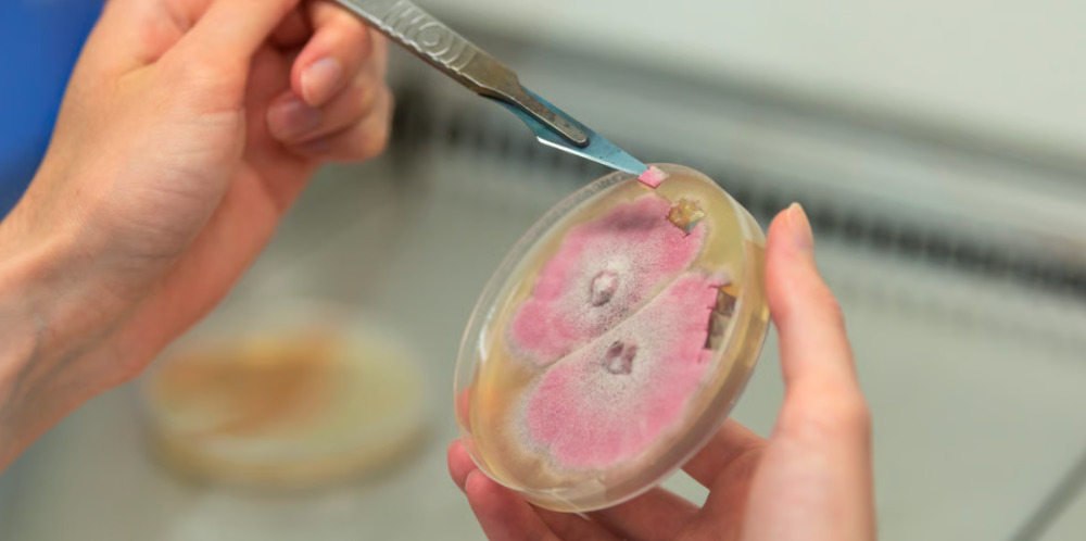 Mycea et sa spin-off Amoterra explorent certaines propriétés naturelles des champignons pour développer des solutions de biocontrôle et de biostimulation des cultures.