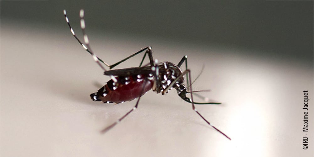 Le moustique-tigre Aedes (Stegomyia) albopictus (actuellement Stegomyia albopicta) est un insecte de la famille des Culicidae. C'est l'une des cent espèces les plus invasives au monde , étant actuellement présente dans 100 pays sur les cinq continents....