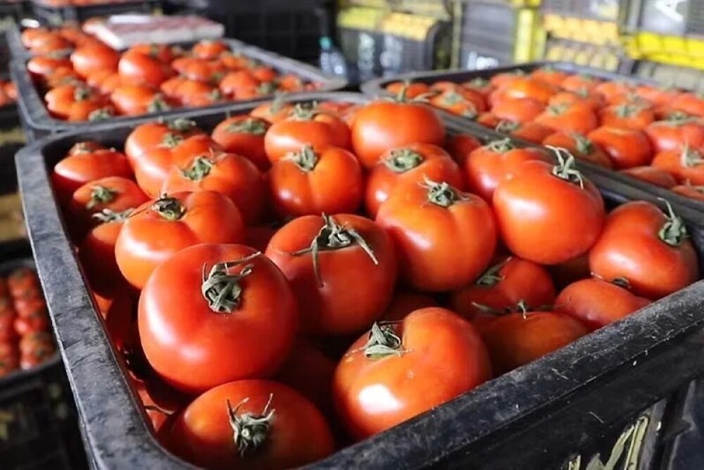 Les tomates marocaines pour le marché européen restent au cœur des tensions entre producteurs locaux et importateurs.