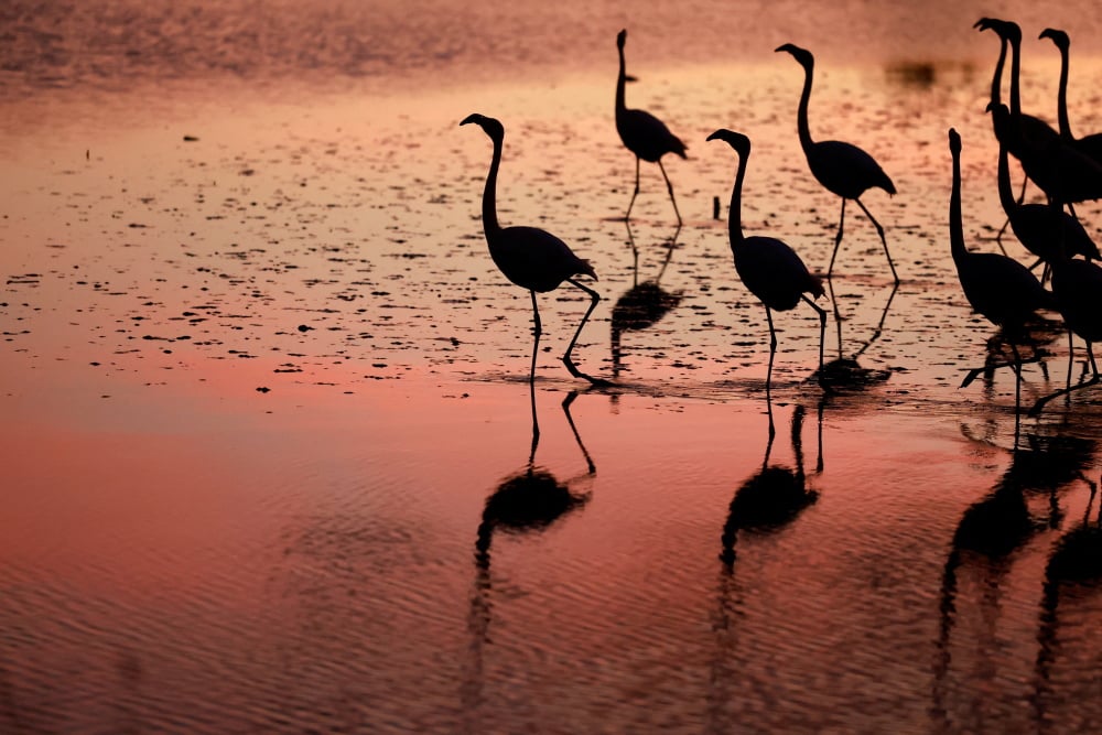 Selon le rapport du WWF, la population des flamants roses a été multipliée par quatre en France.