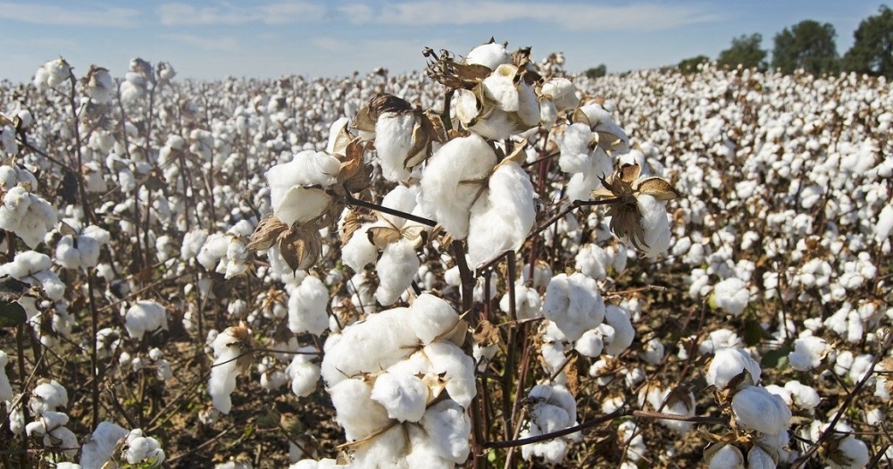 La récolte malienne de coton graine est projetée à 433 700 tonnes pour la campagne 2025-2026, en net repli.