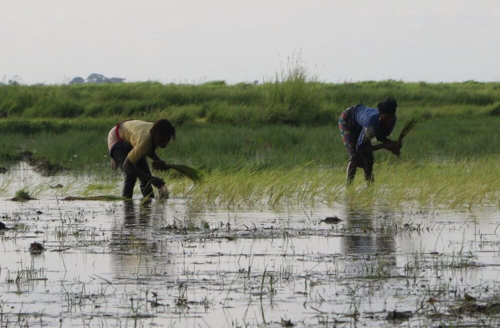 La Guinée compte près de 6,2 millions d’hectares de terres cultivables, dont seulement la moitié est exploitée chaque année.