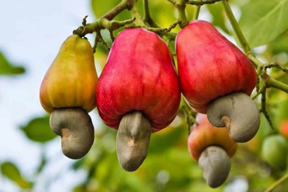 Le Kenya mise sur de nouvelles variétés et l’accompagnement des producteurs pour revitaliser la filière anacarde.