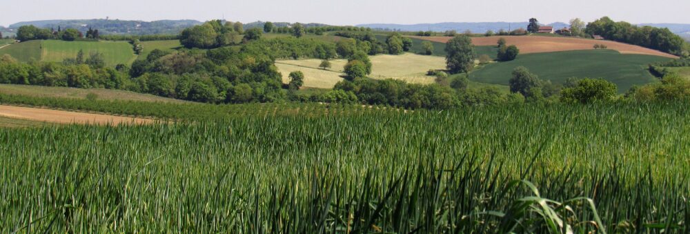 Terres du Sud et Vivadour œuvrent principalement dans le domaine céréalier.