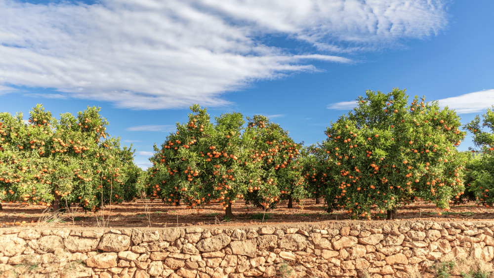 Les produits d'Axioma peuvent être appliqués sur des cultures céréalières, en maraîchage, viticulture ou encore en arboriculture comme ici en Espagne.